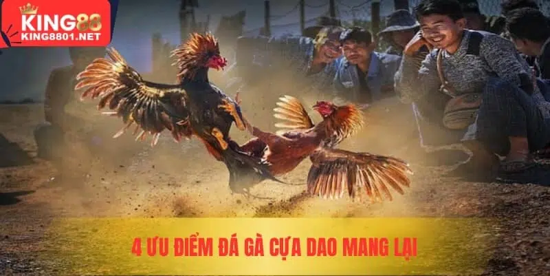 4 ưu điểm đá gà cựa dao mang lại