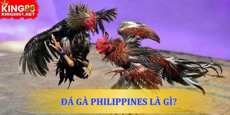 Đá gà Philippines là gì?