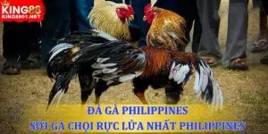 Đá gà philippines - Sới gà chọi rực lửa nhất