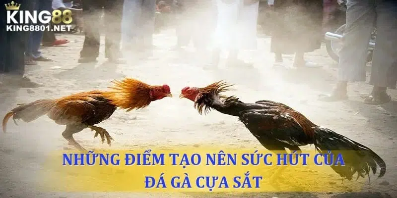 4 điểm khác biệt tạo nên sức hút đá gà cựa sắt
