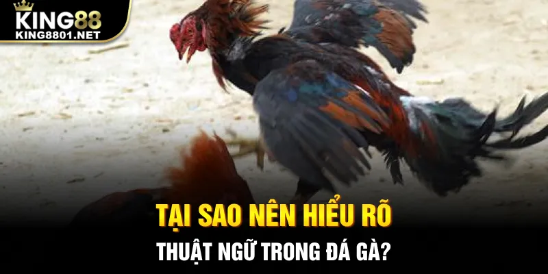 Tại sao nên hiểu rõ thuật ngữ trong đá gà?