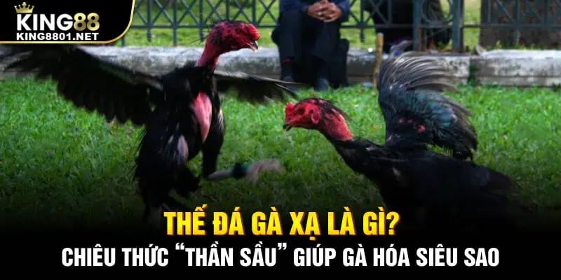 Thế gà đá xạ là gì? Chiêu thức thần sầu giúp chiến kê hóa siêu sao
